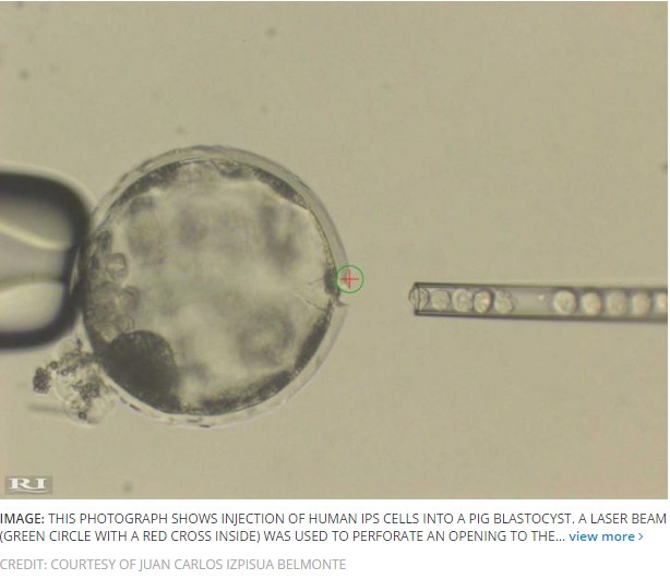 Embryo Babi Bersel Manusia Memberi Harapan Baru