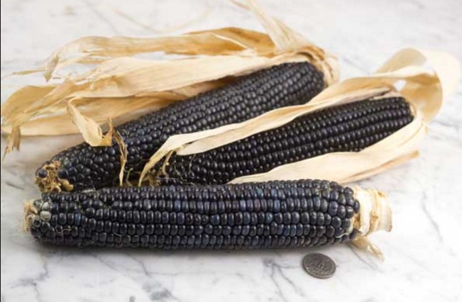 Jagung Biru Bermanfaat Mendukung Diet